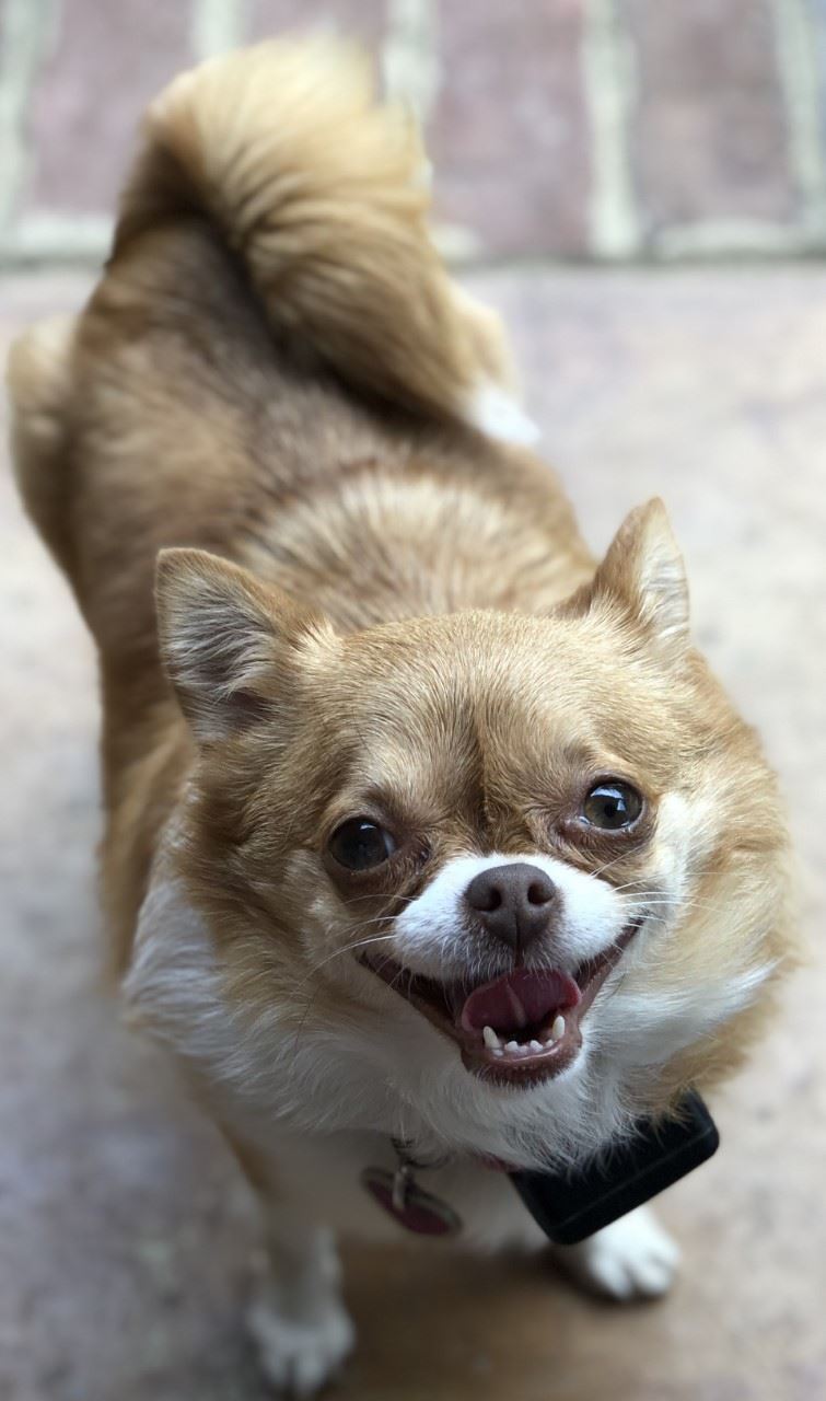 Peanut